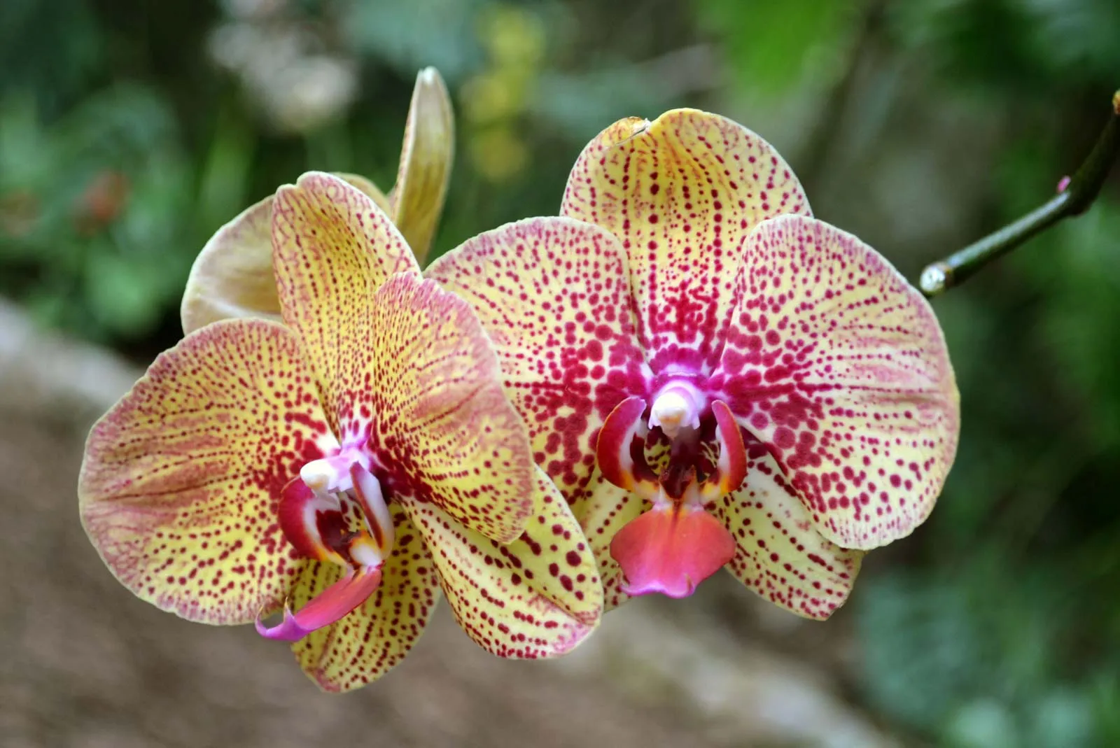 15-unbelievable-facts-about-moth-orchid