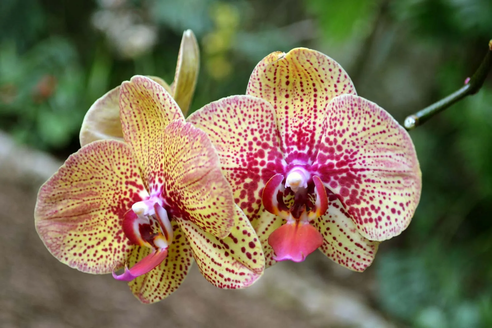 15 Unbelievable Facts About Moth Orchid - Facts.net