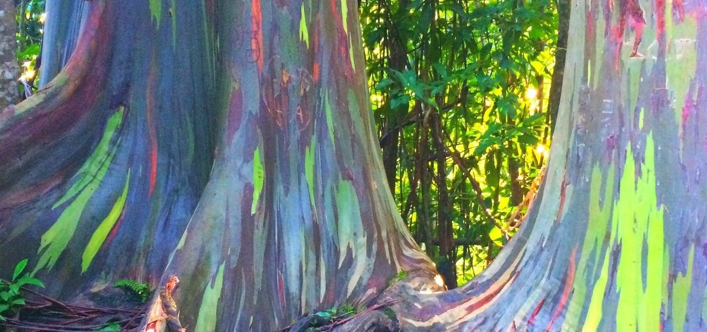 15-unbelievable-facts-about-rainbow-eucalyptus