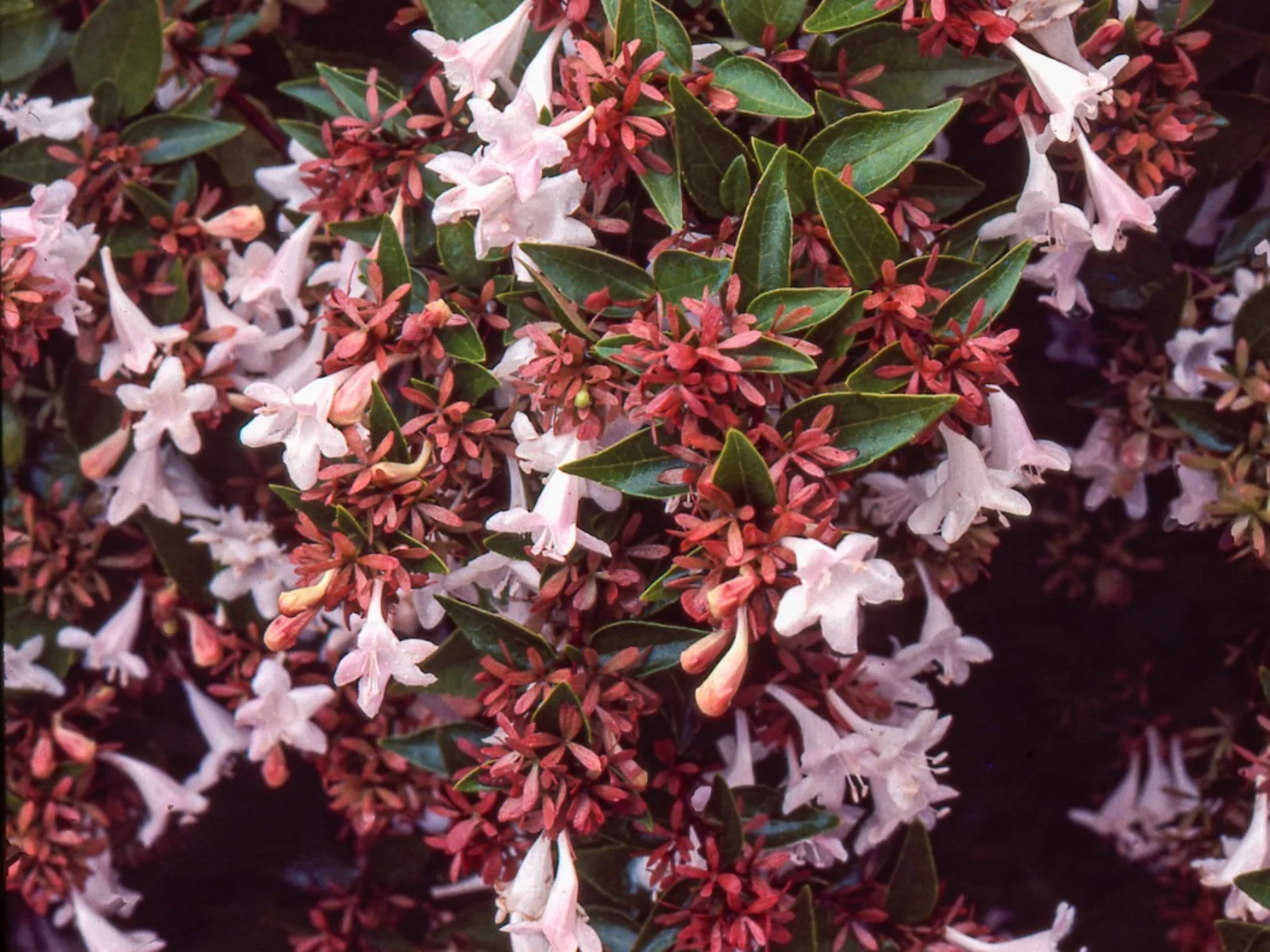 16-astounding-facts-about-abelia