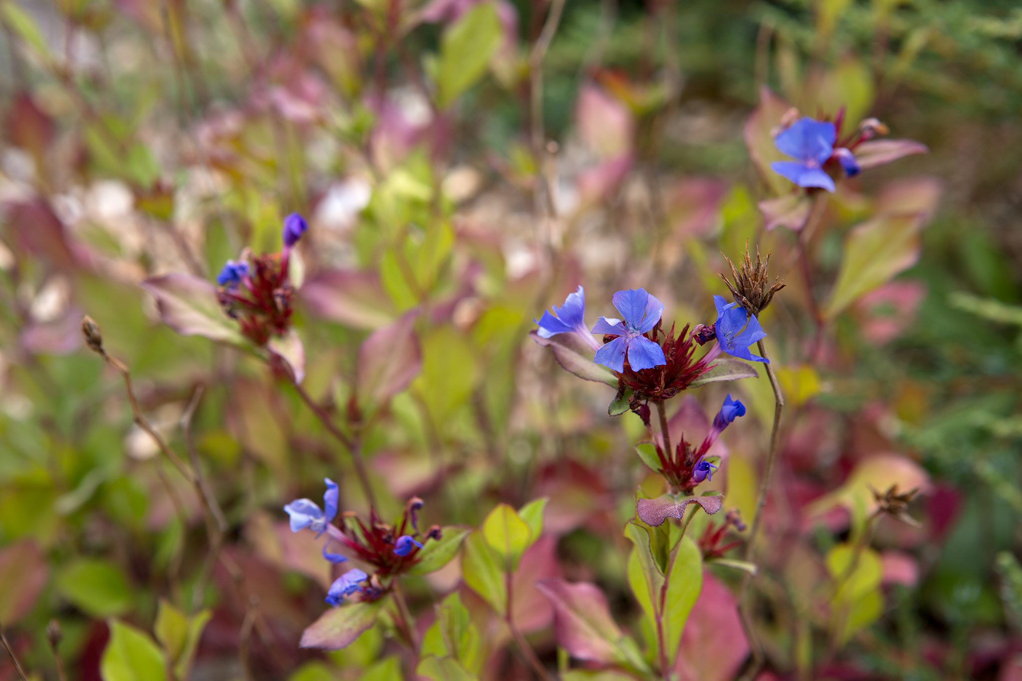16-astounding-facts-about-ceratostigma