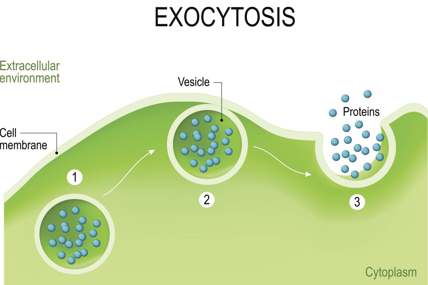 16-astounding-facts-about-exocytosis