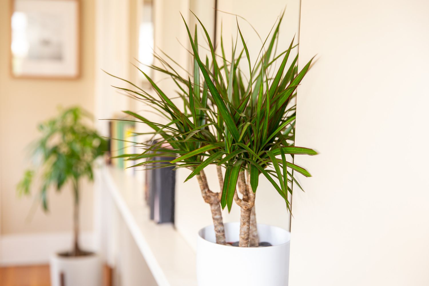 16-captivating-facts-about-dracaena