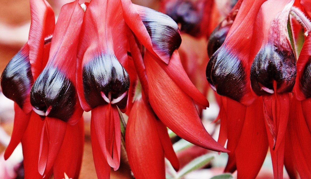 16-captivating-facts-about-sturts-desert-pea