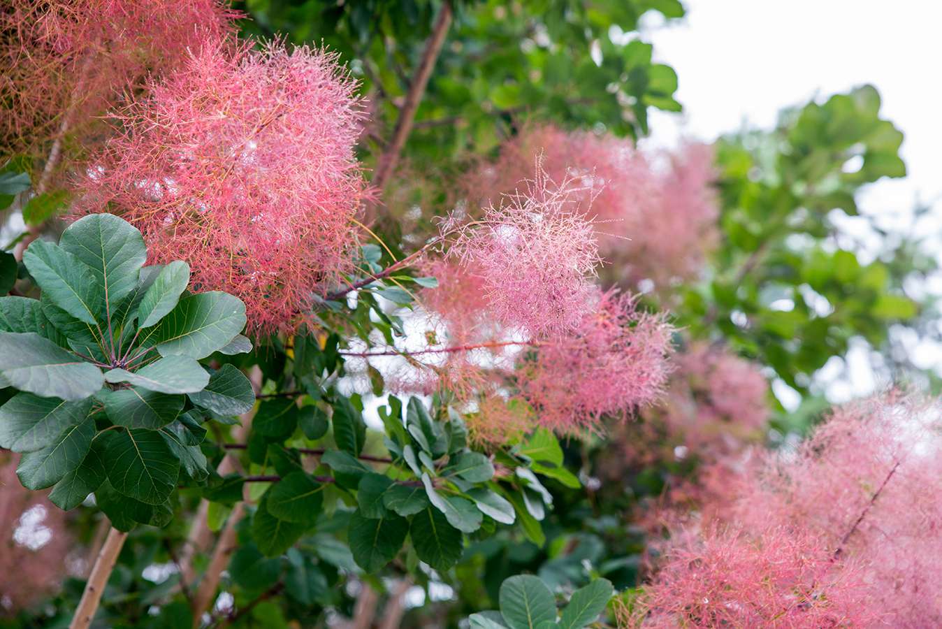 16-enigmatic-facts-about-cotinus