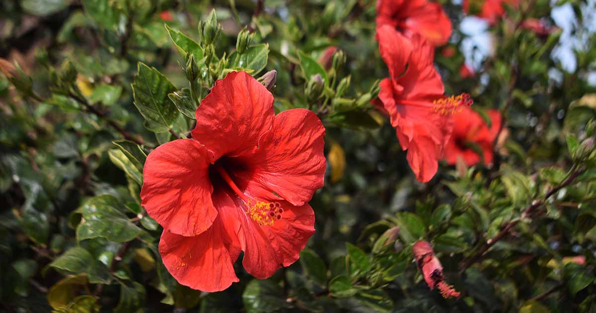 16-enigmatic-facts-about-hibiscus