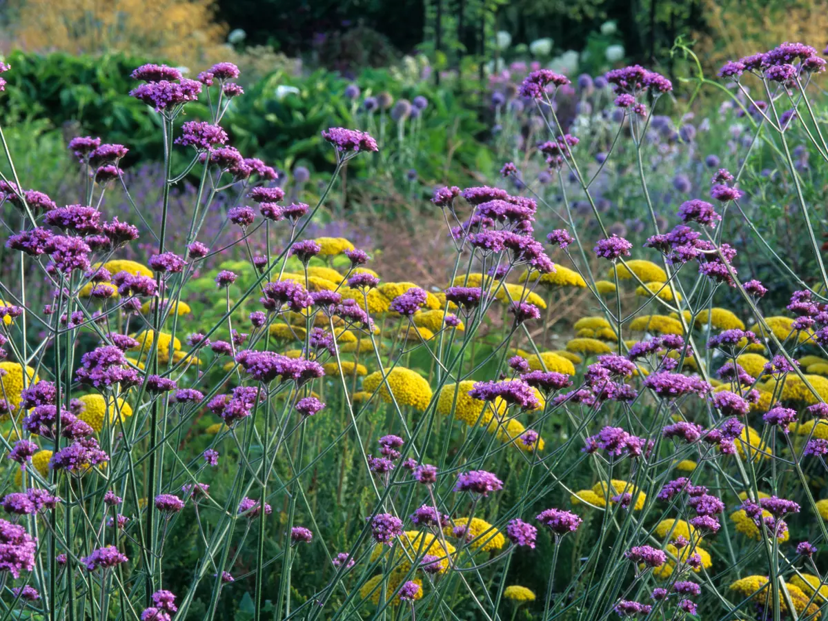 12 Fascinating Facts About Sand Verbena 