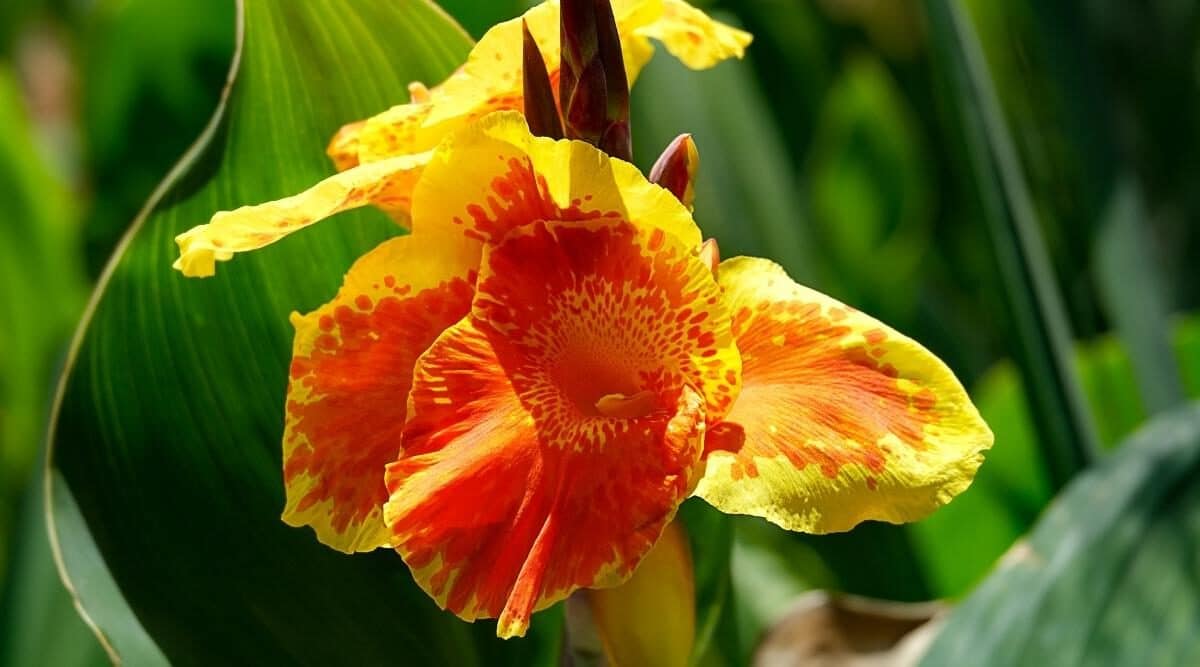 16-extraordinary-facts-about-canna-lily
