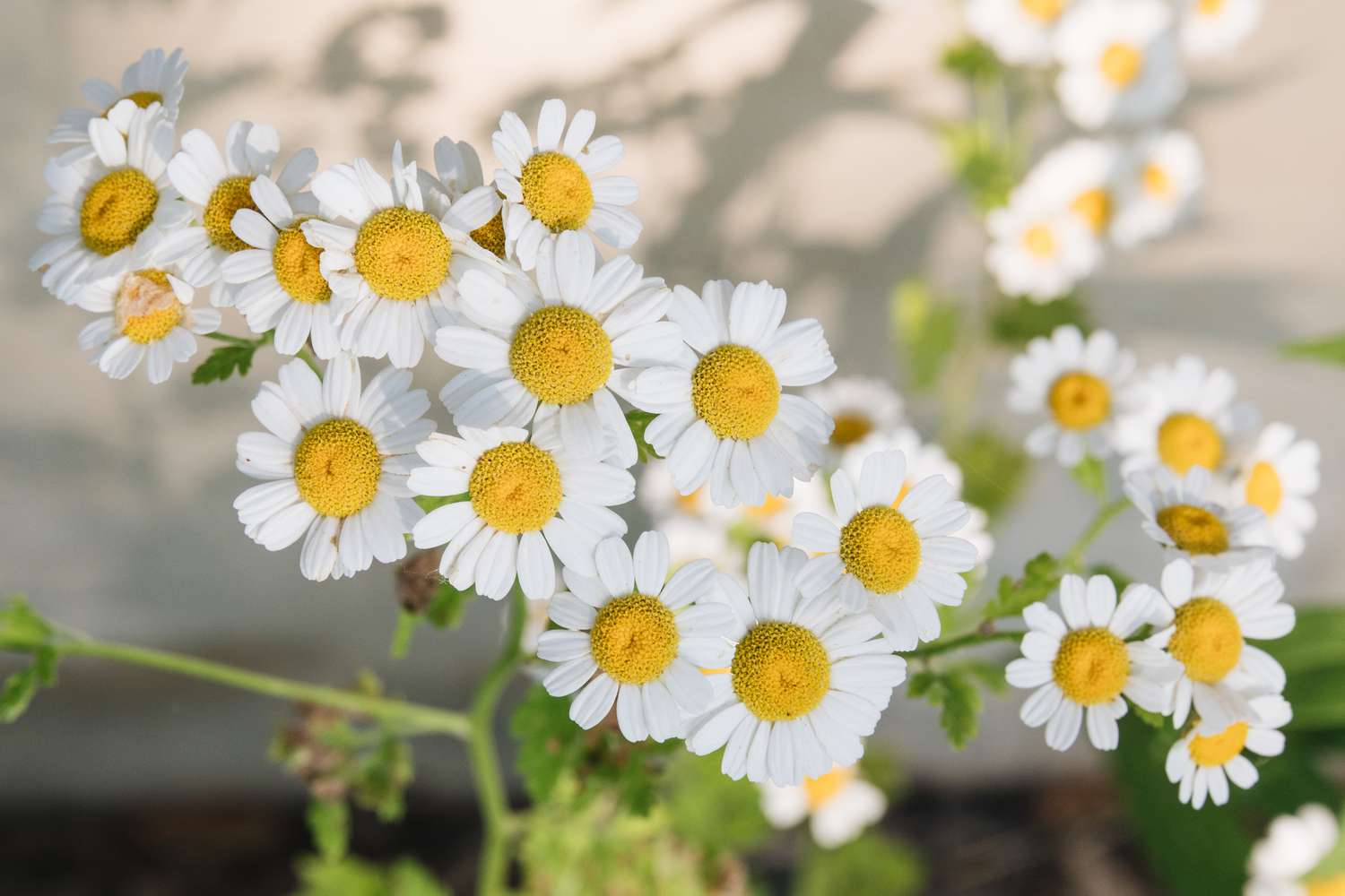 16-extraordinary-facts-about-chamomile