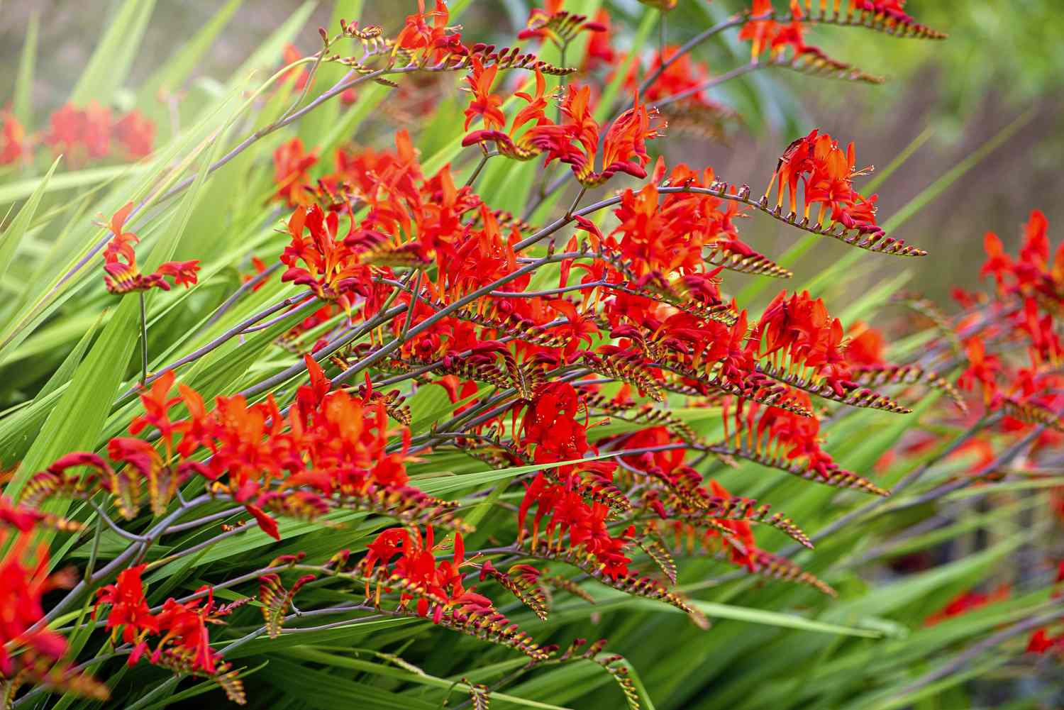 16-extraordinary-facts-about-crocosmia