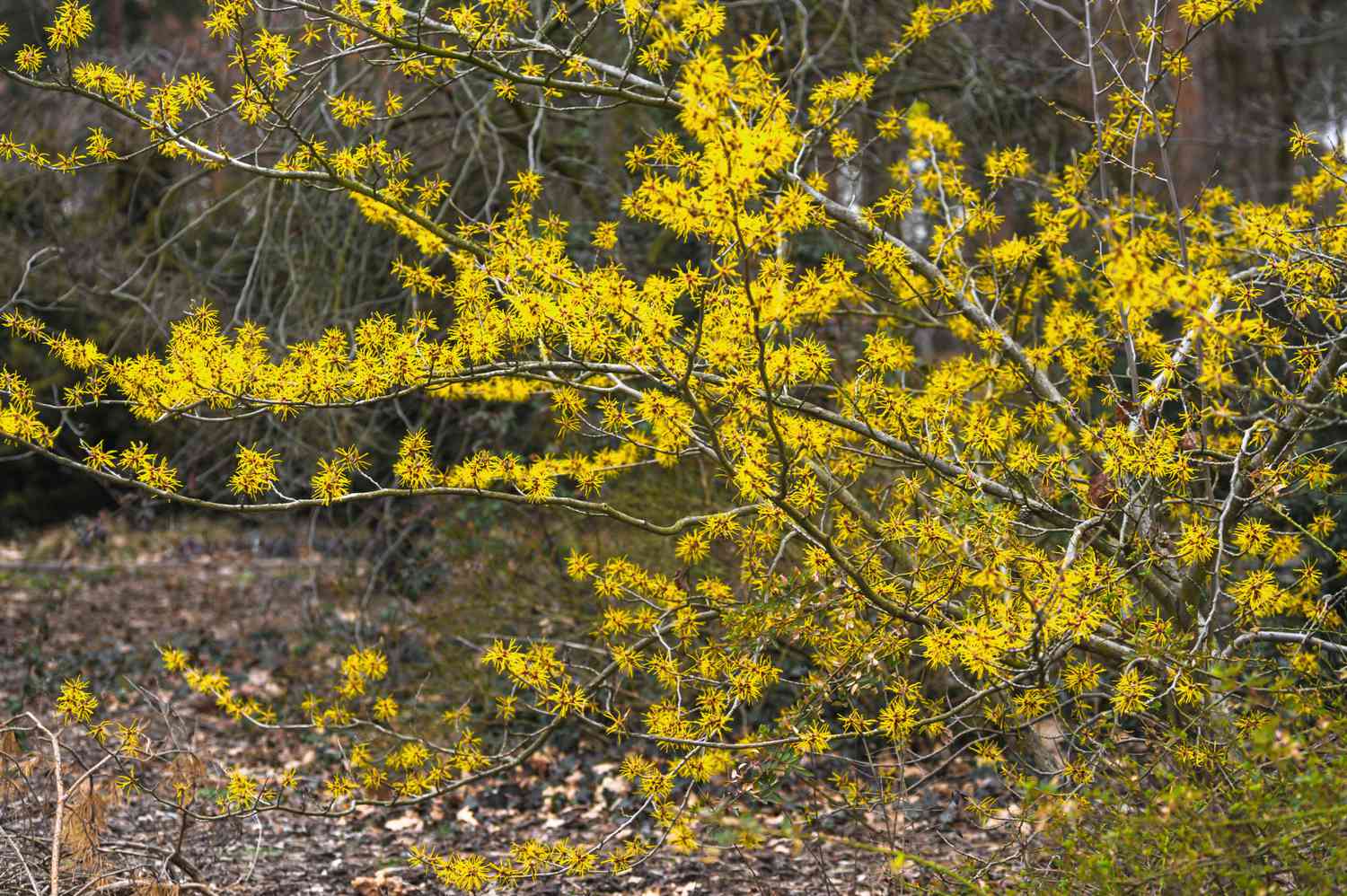 16-extraordinary-facts-about-hamamelis