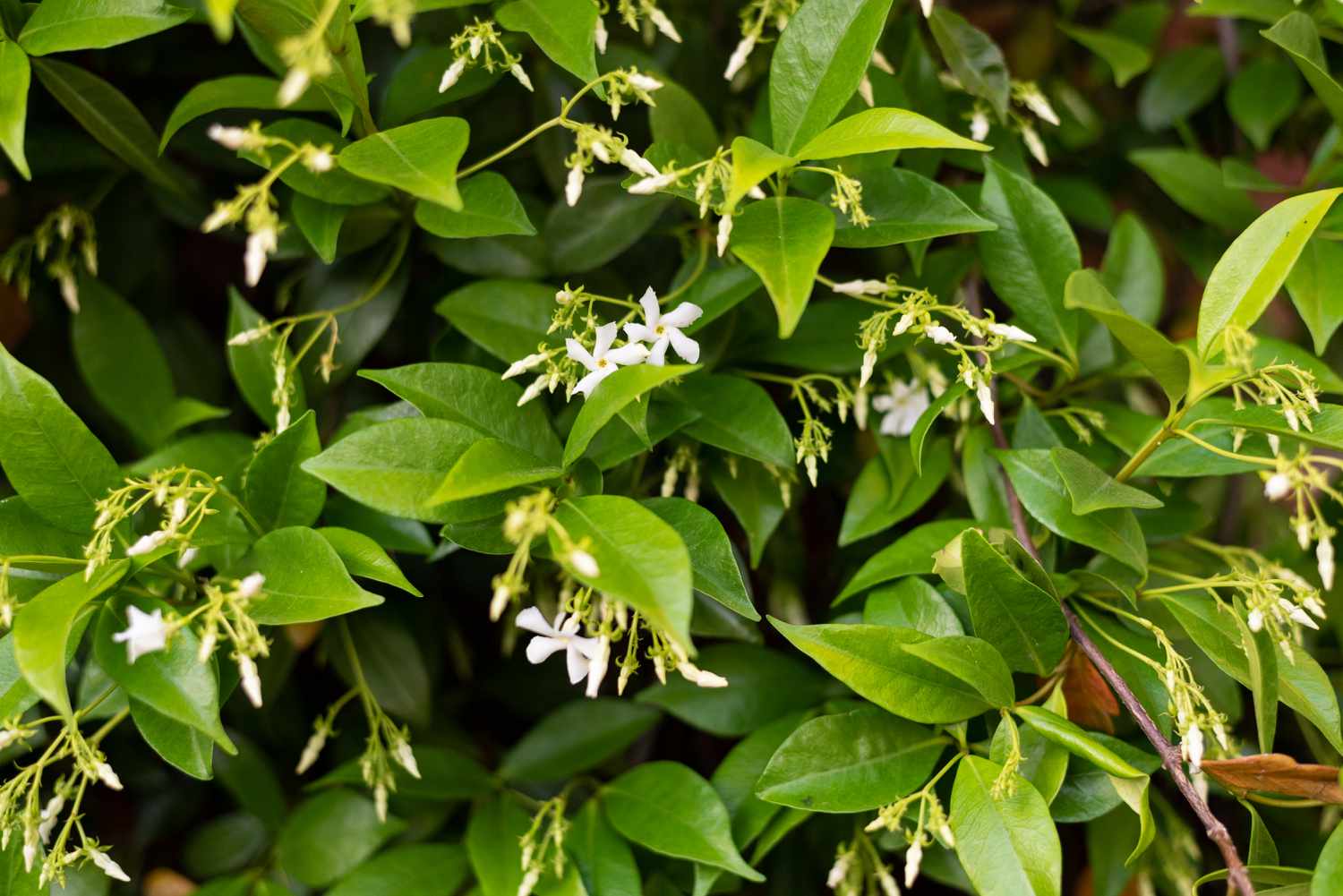 16-extraordinary-facts-about-star-jasmine