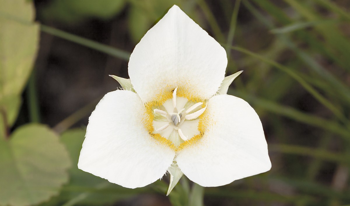 16-fascinating-facts-about-calochortus
