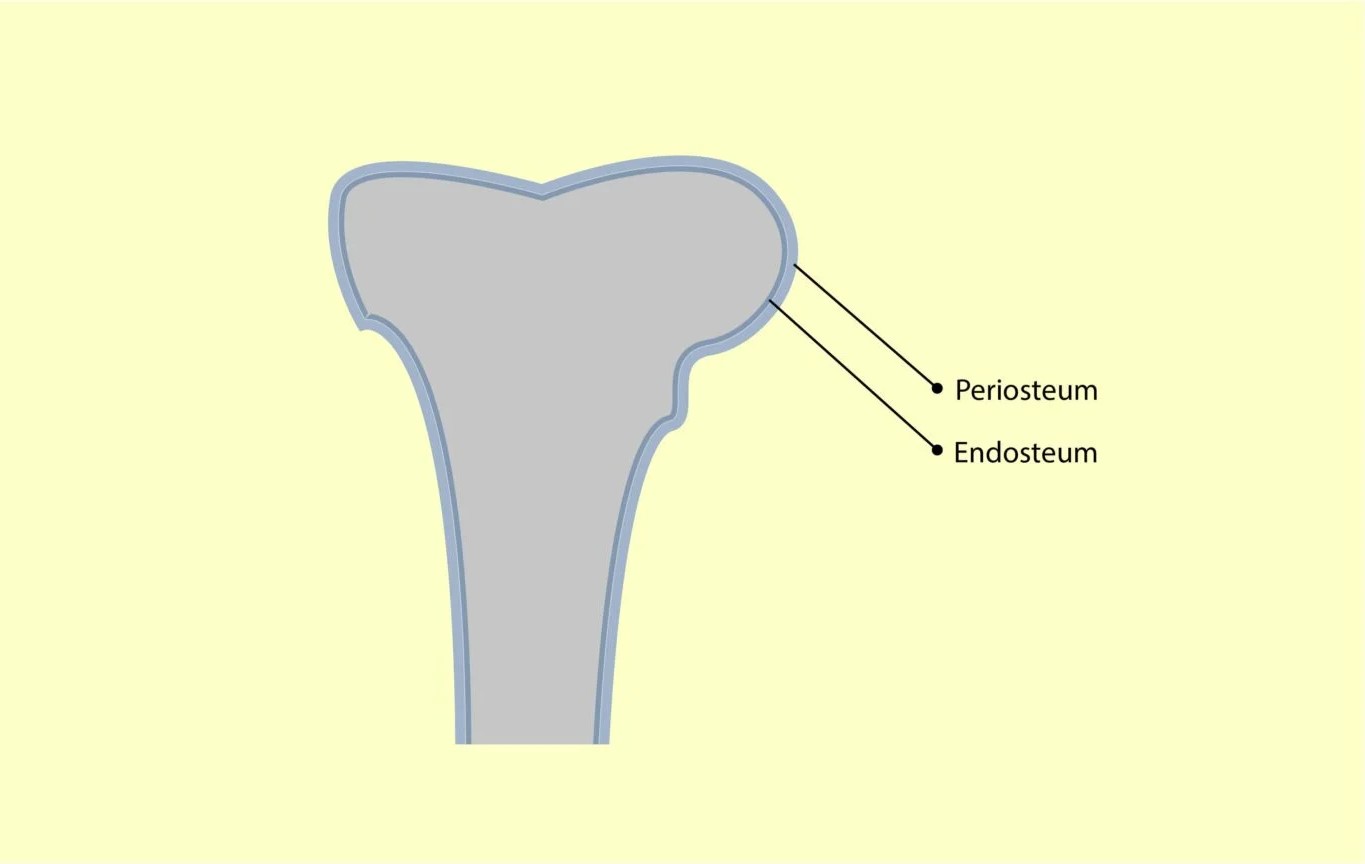16-fascinating-facts-about-endosteum