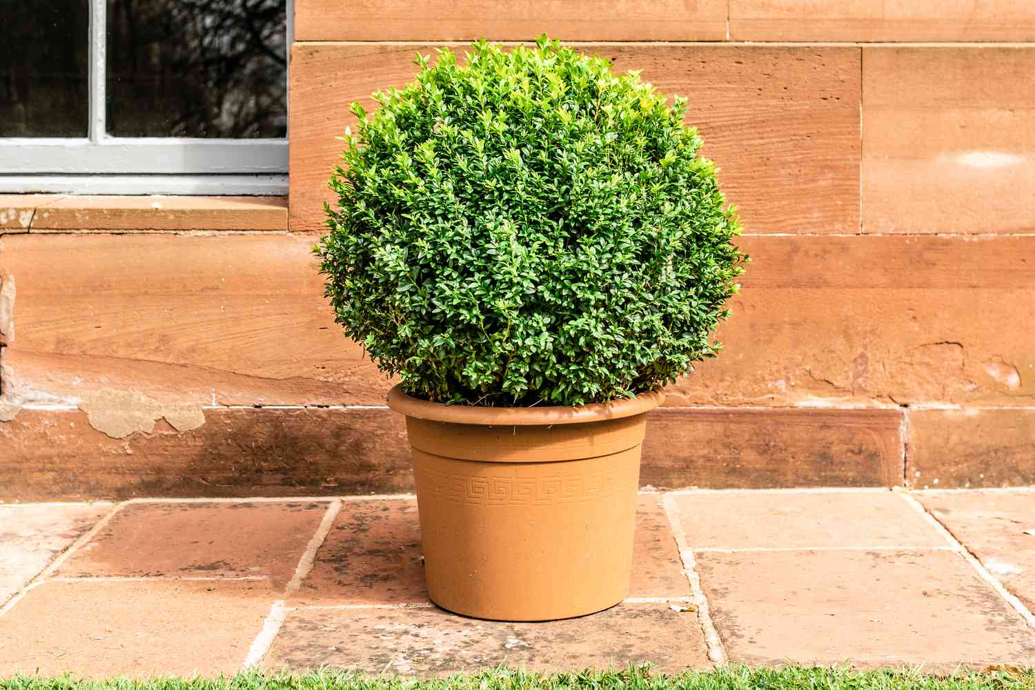 16-intriguing-facts-about-buxus
