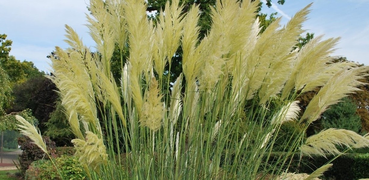 16-intriguing-facts-about-cortaderia