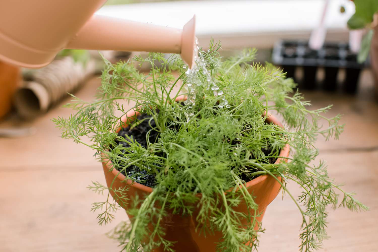 16-intriguing-facts-about-dill