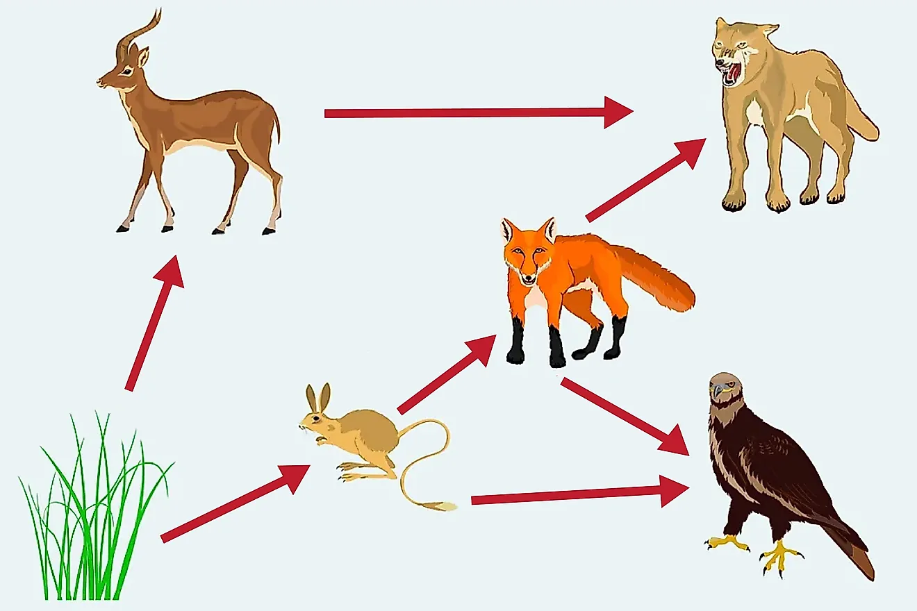 16 Intriguing Facts About Food Webs - Facts.net