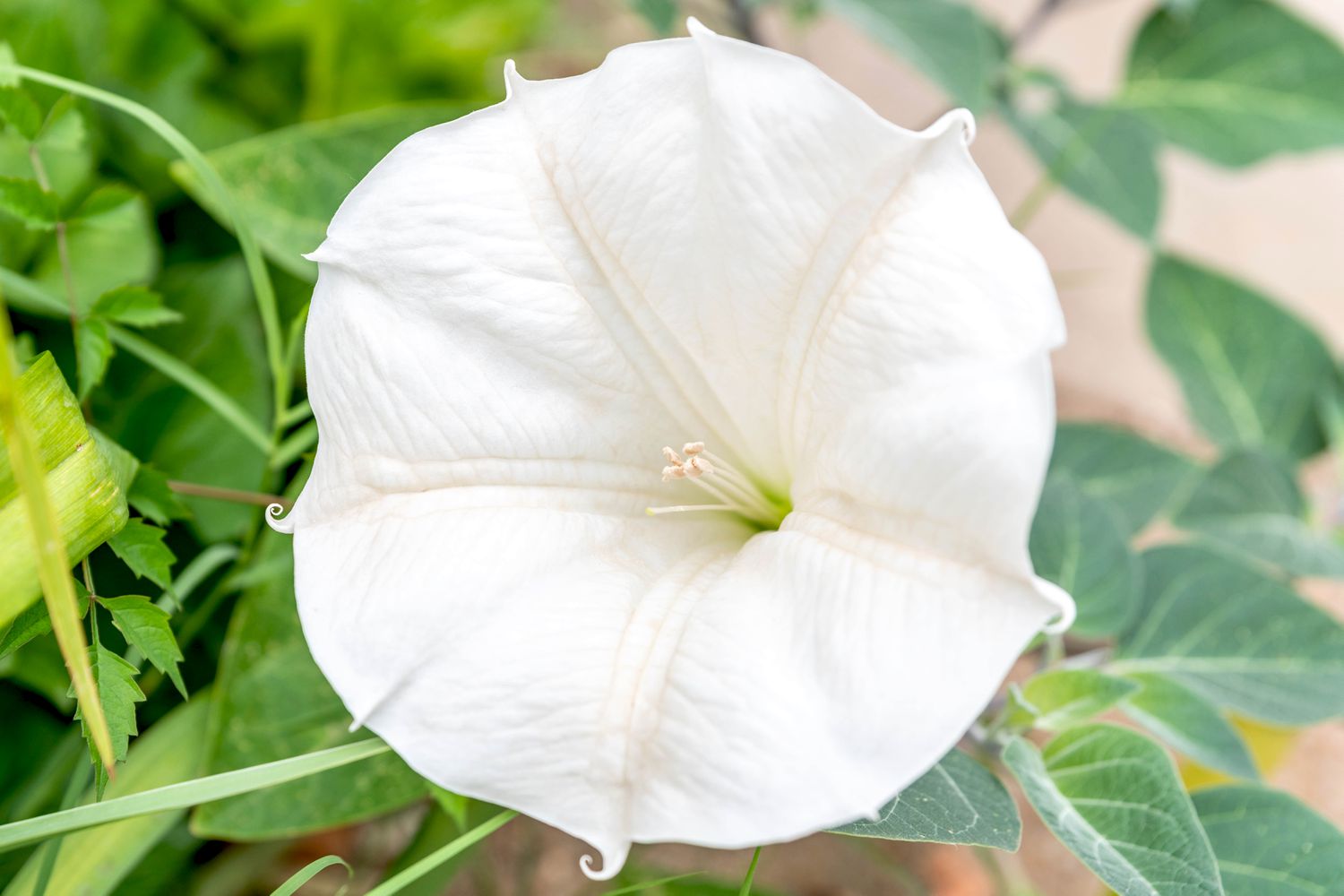 16-intriguing-facts-about-moonflower