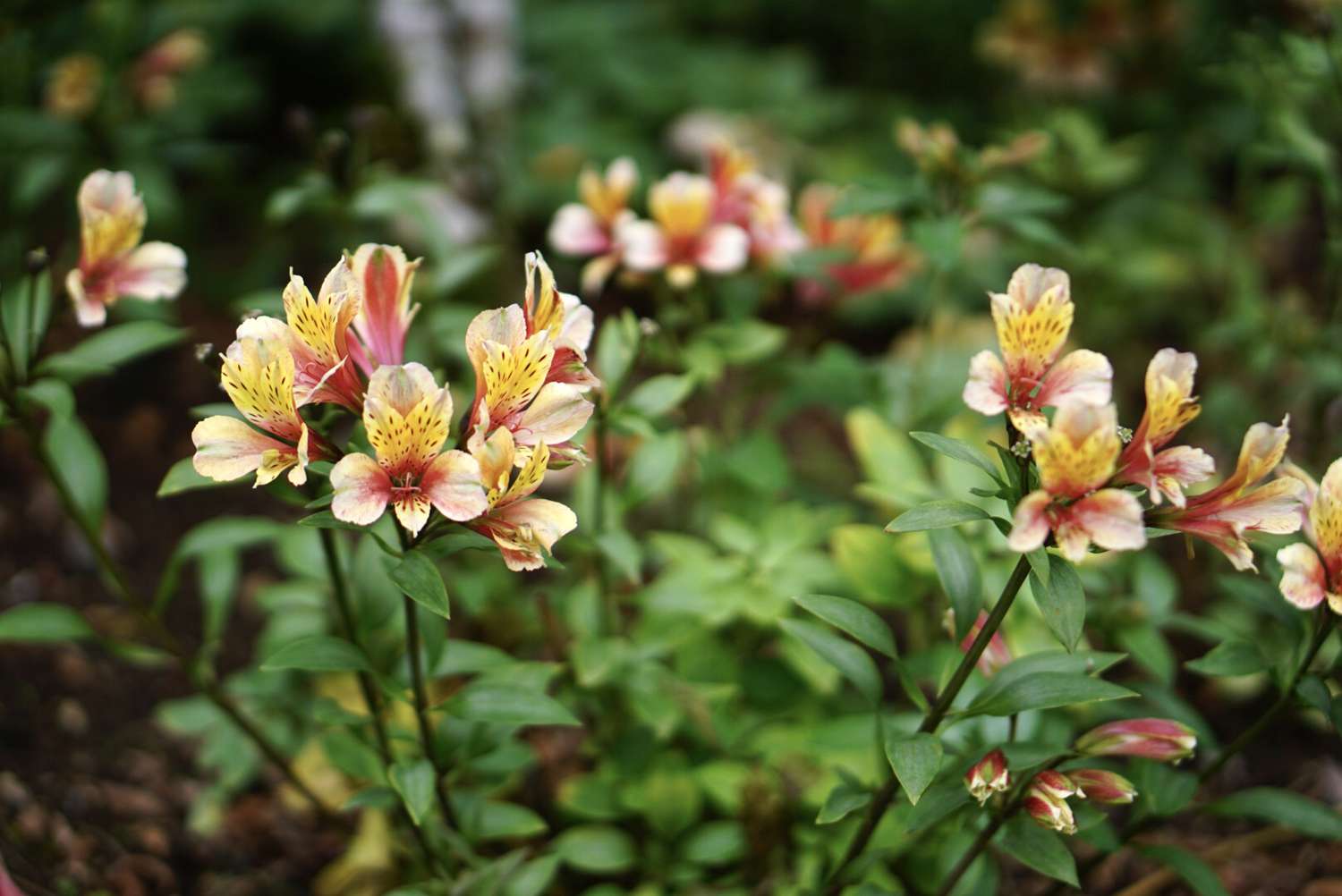 16-intriguing-facts-about-peruvian-lily