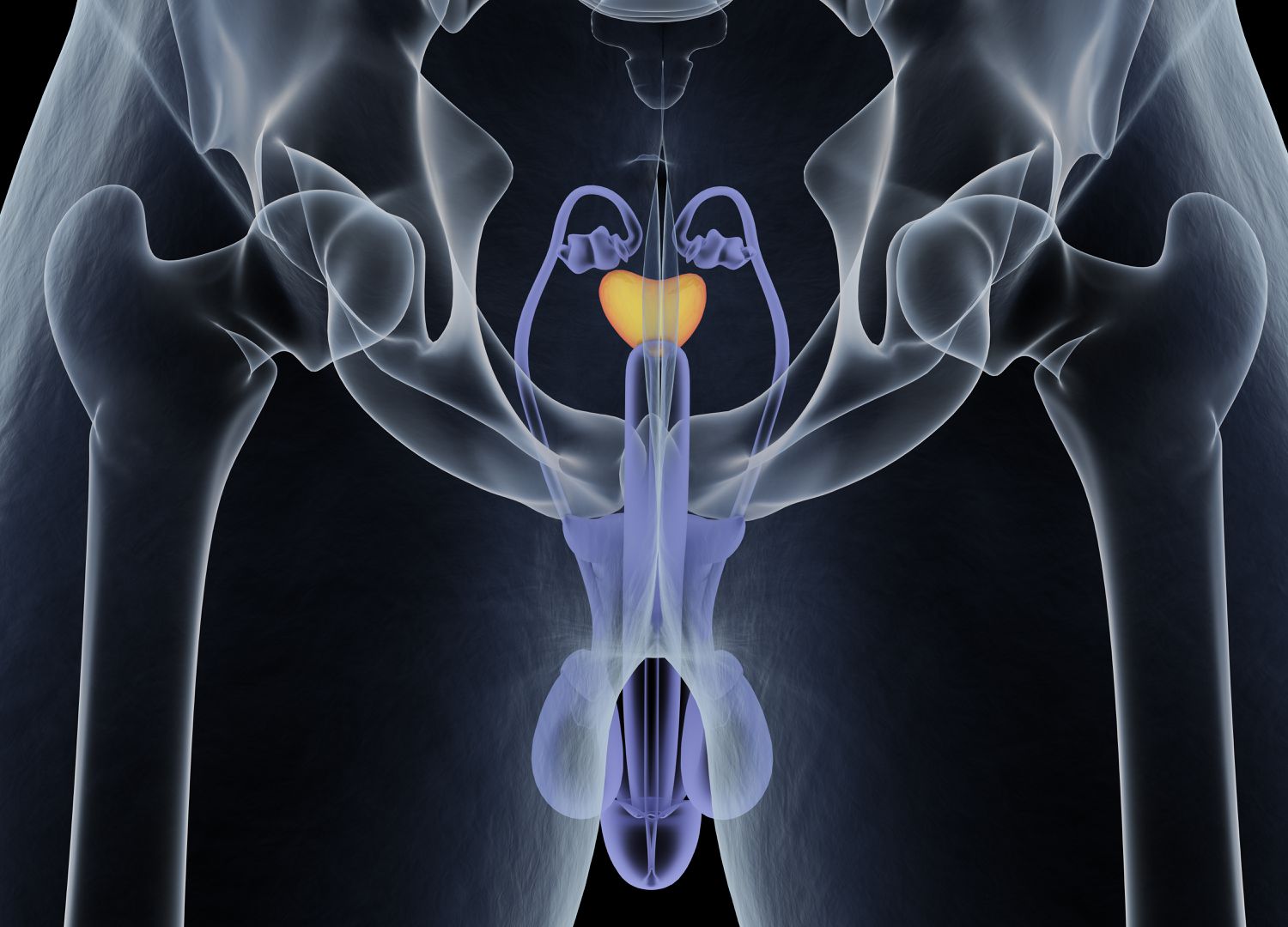 16-intriguing-facts-about-prostate-gland