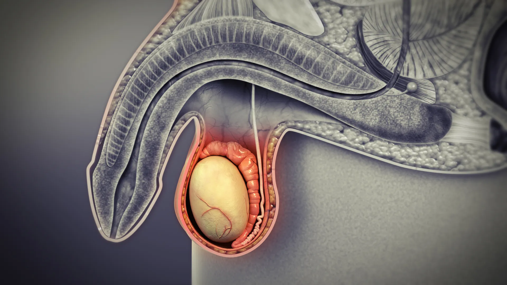 16-intriguing-facts-about-testes-male