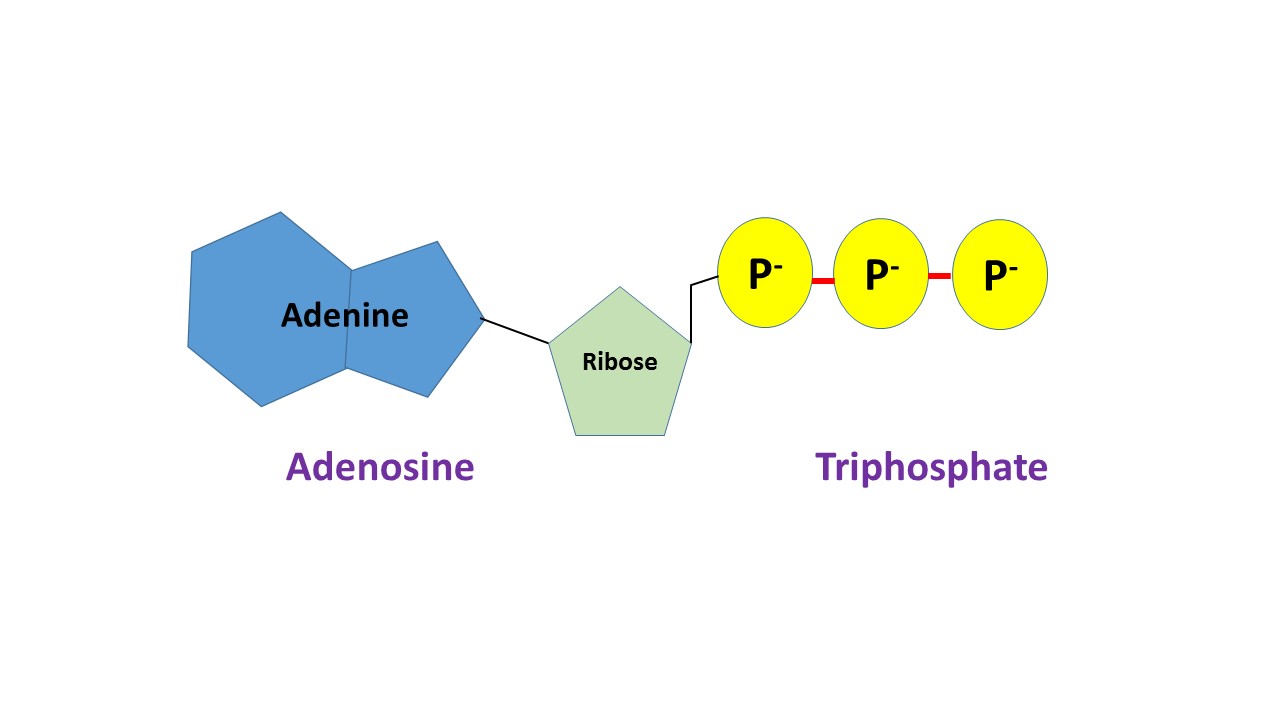 16-mind-blowing-facts-about-atp-adenosine-triphosphate