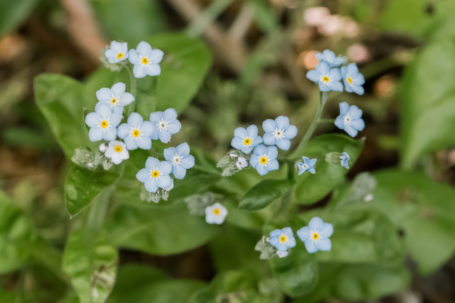 16-mind-blowing-facts-about-forget-me-not