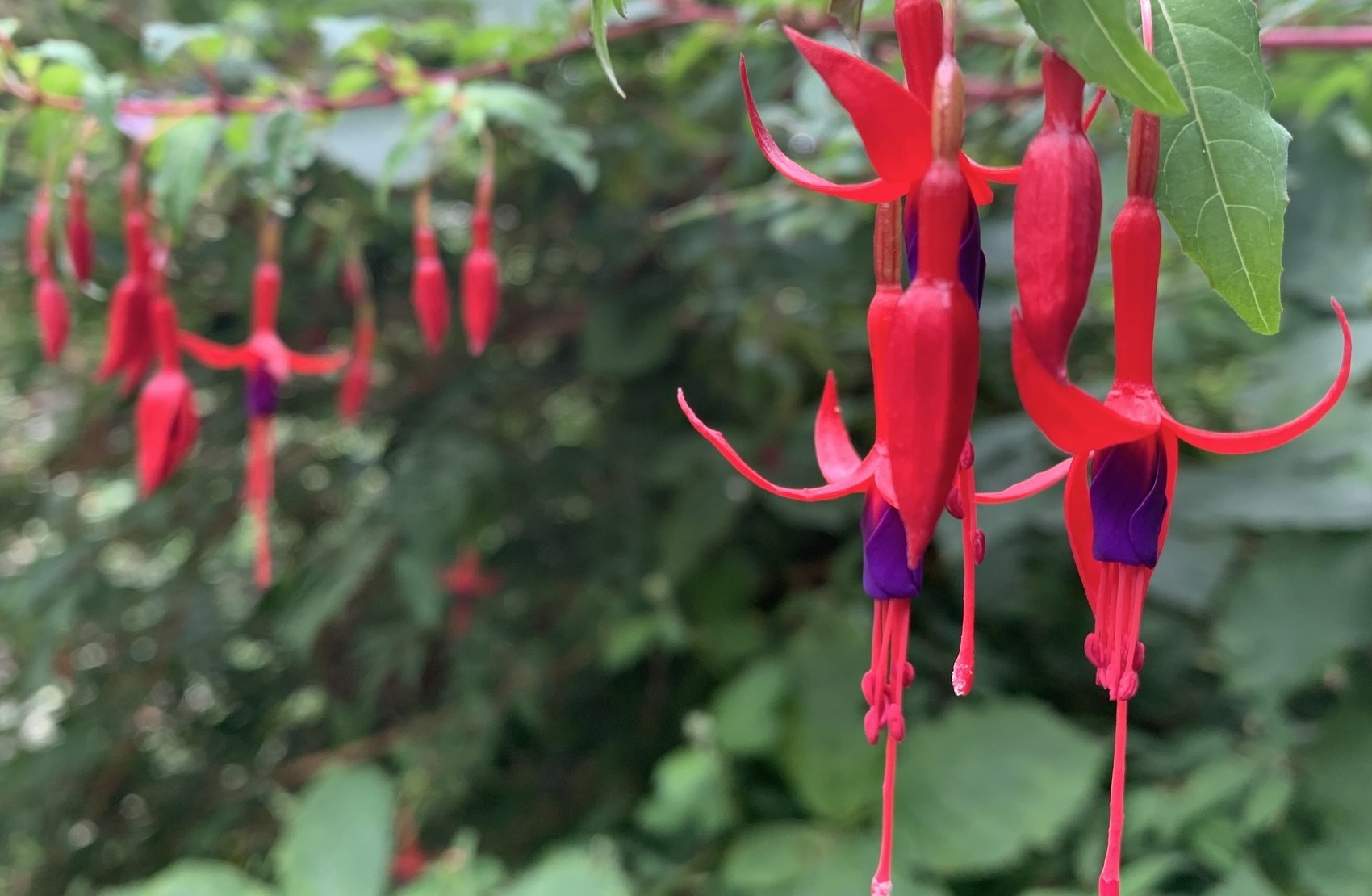 16-mind-blowing-facts-about-fuchsia-magellanica