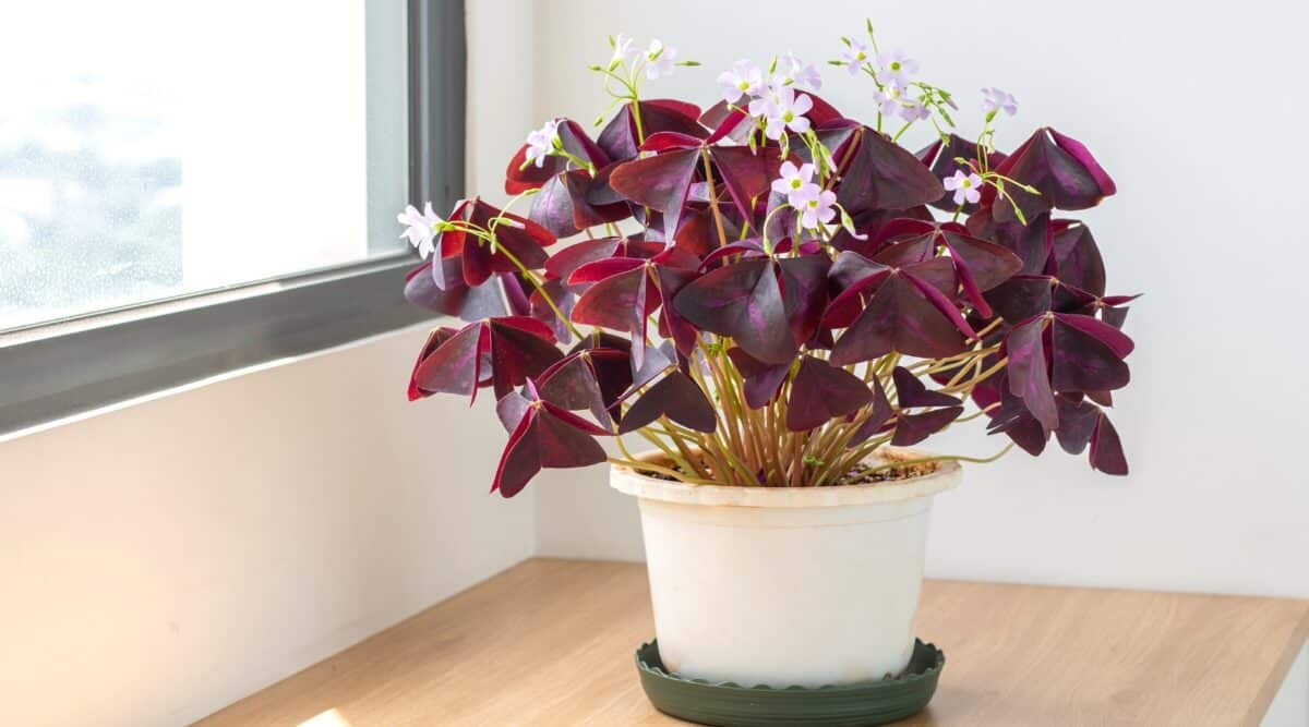 16-mind-blowing-facts-about-oxalis