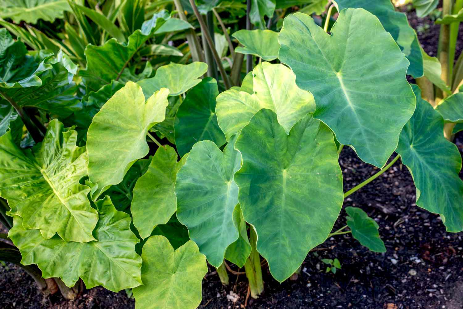 16-surprising-facts-about-elephant-ear