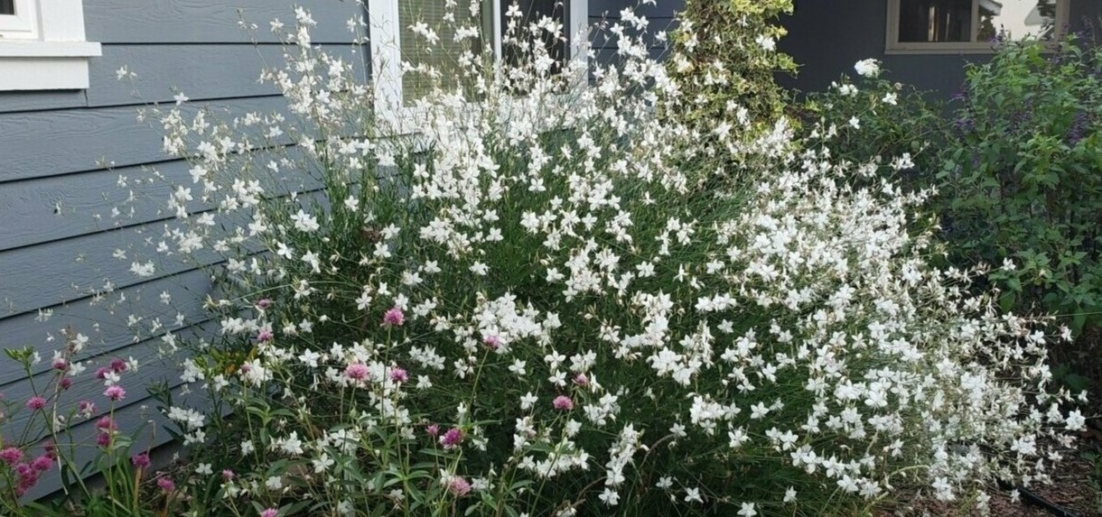 16 Surprising Facts About Gaura Lindheimeri - Facts.net
