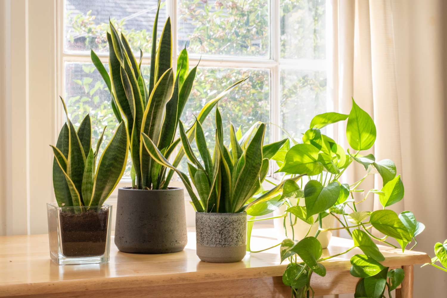 16-surprising-facts-about-snake-plant