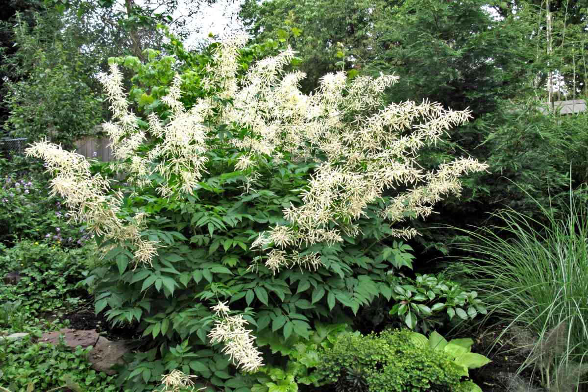 17-astonishing-facts-about-aruncus