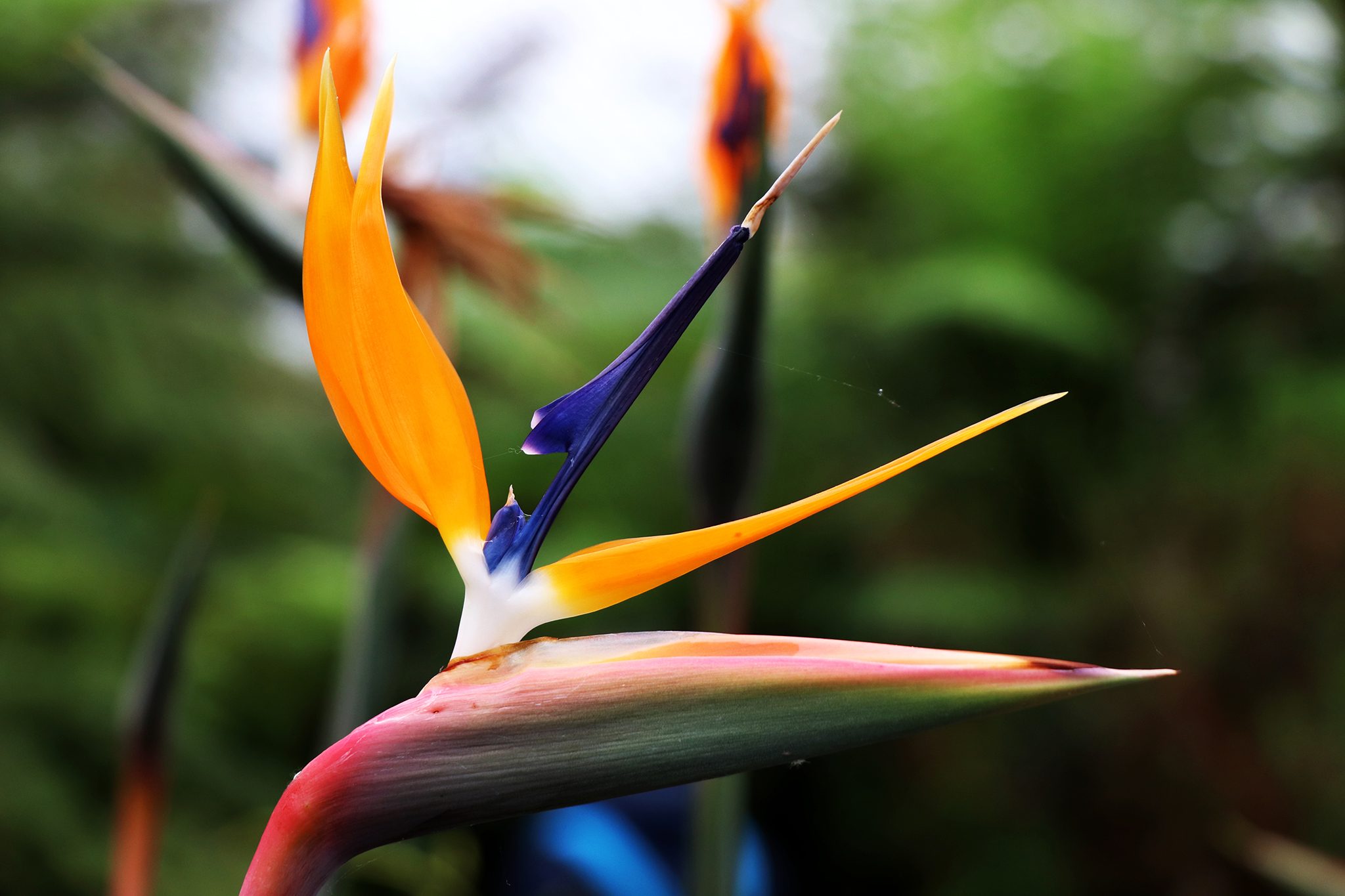 17-astonishing-facts-about-bird-of-paradise-strelitzia-reginae