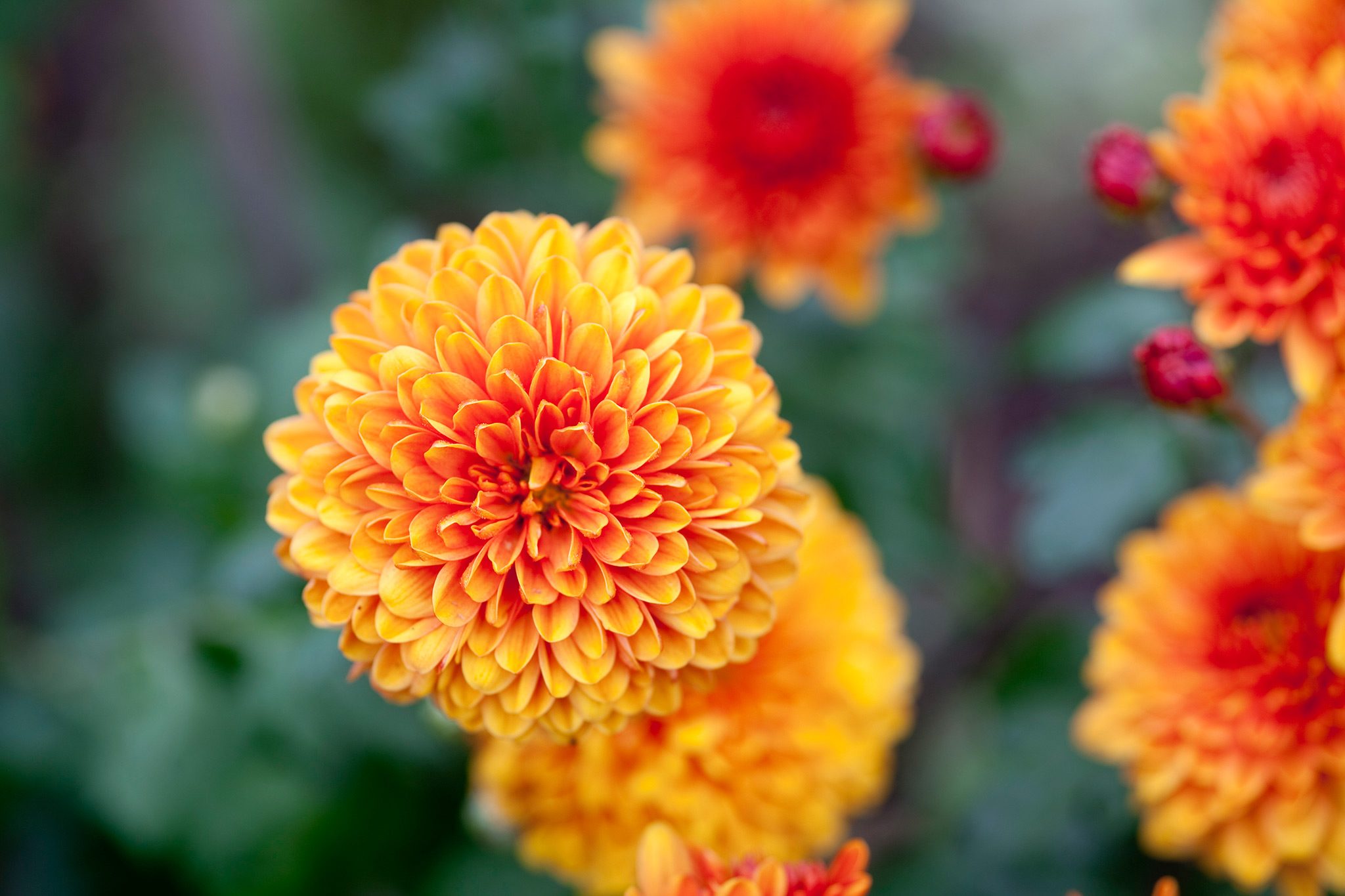 17-astonishing-facts-about-chrysanthemum