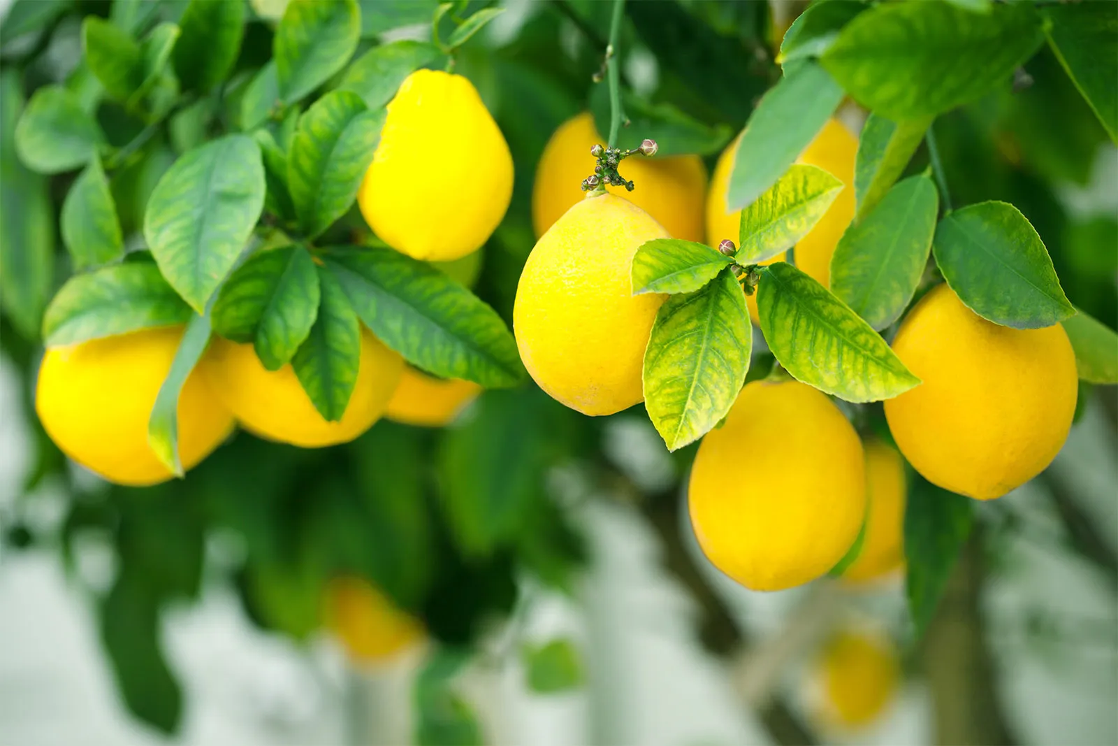 17-astonishing-facts-about-citrus