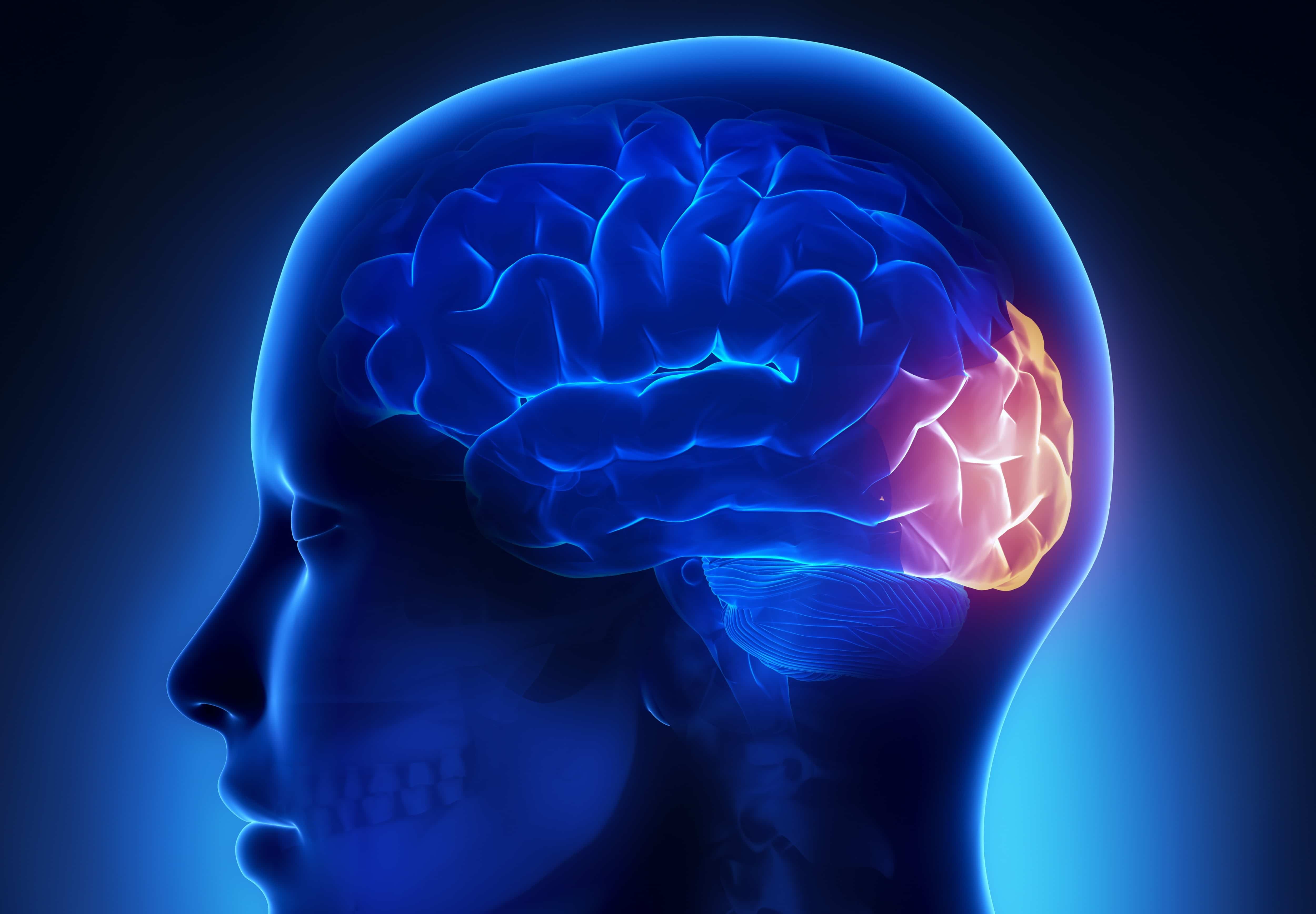 17-astonishing-facts-about-occipital-lobe