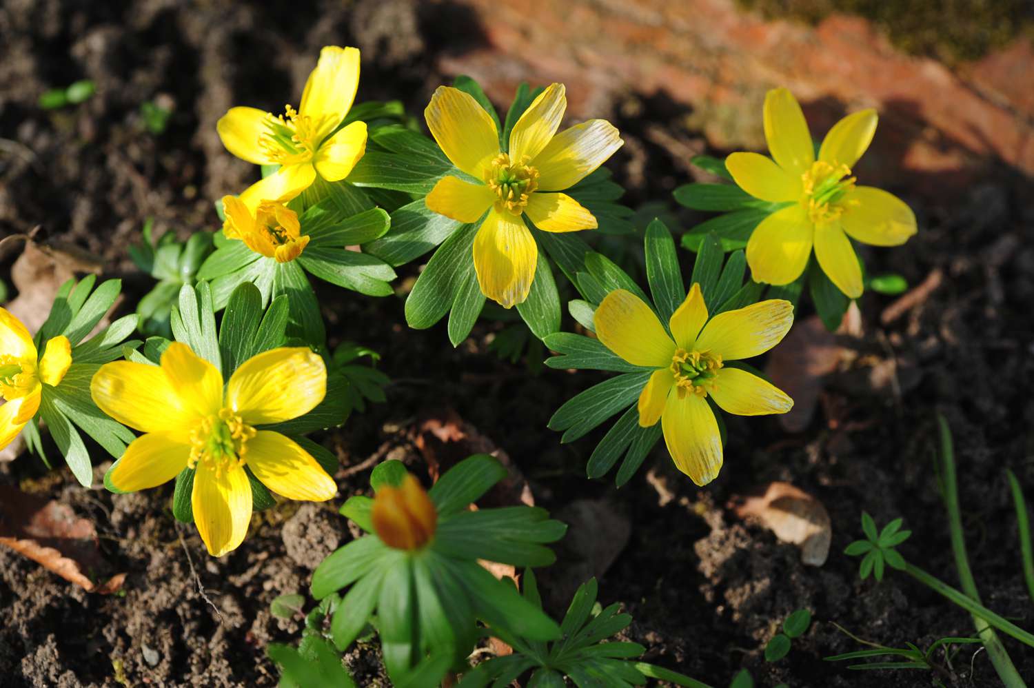 17-astonishing-facts-about-winter-aconite