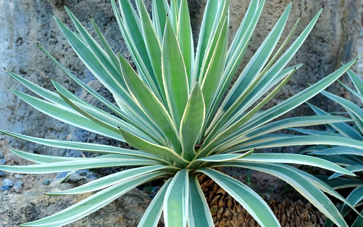 17-astounding-facts-about-agave