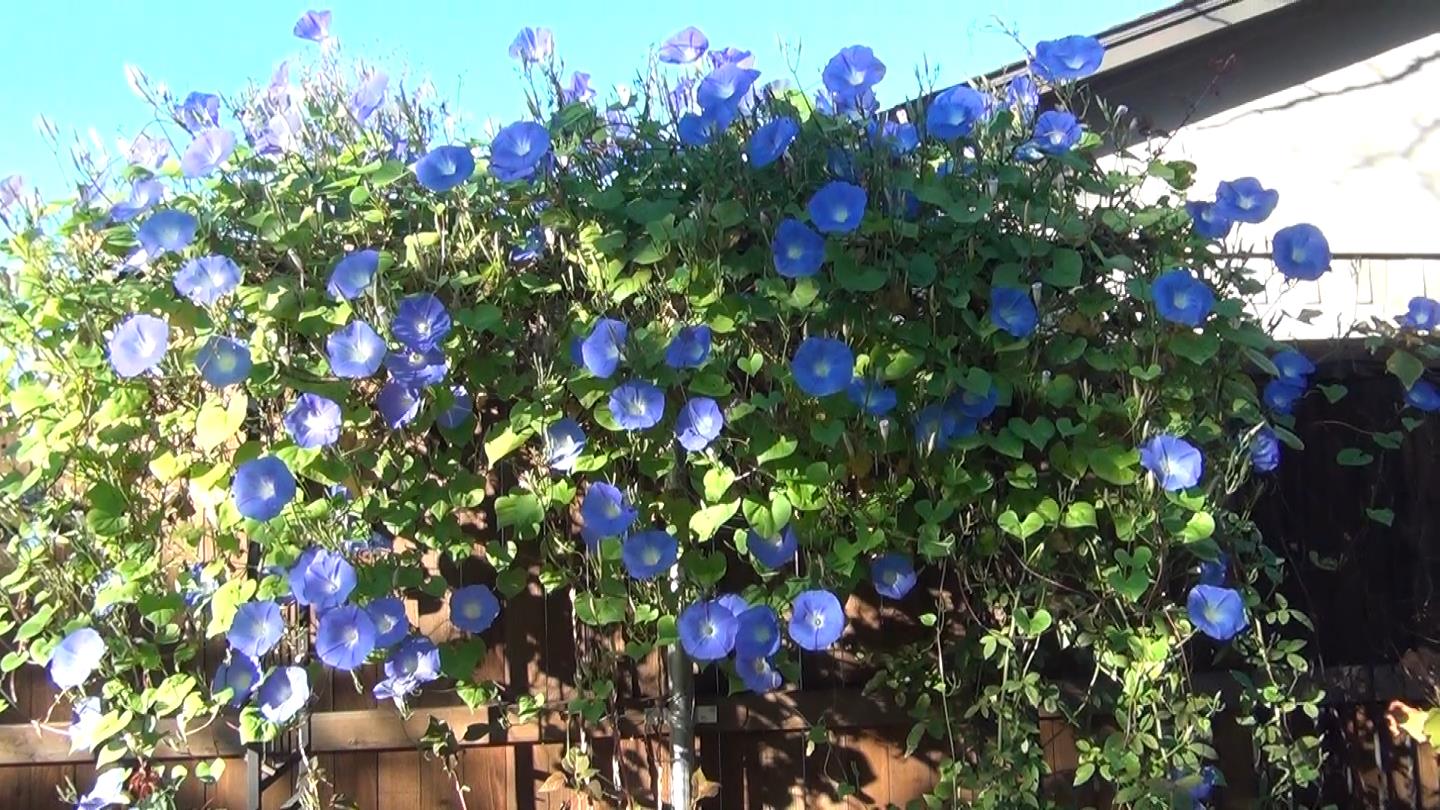 17-astounding-facts-about-heavenly-blue-morning-glory