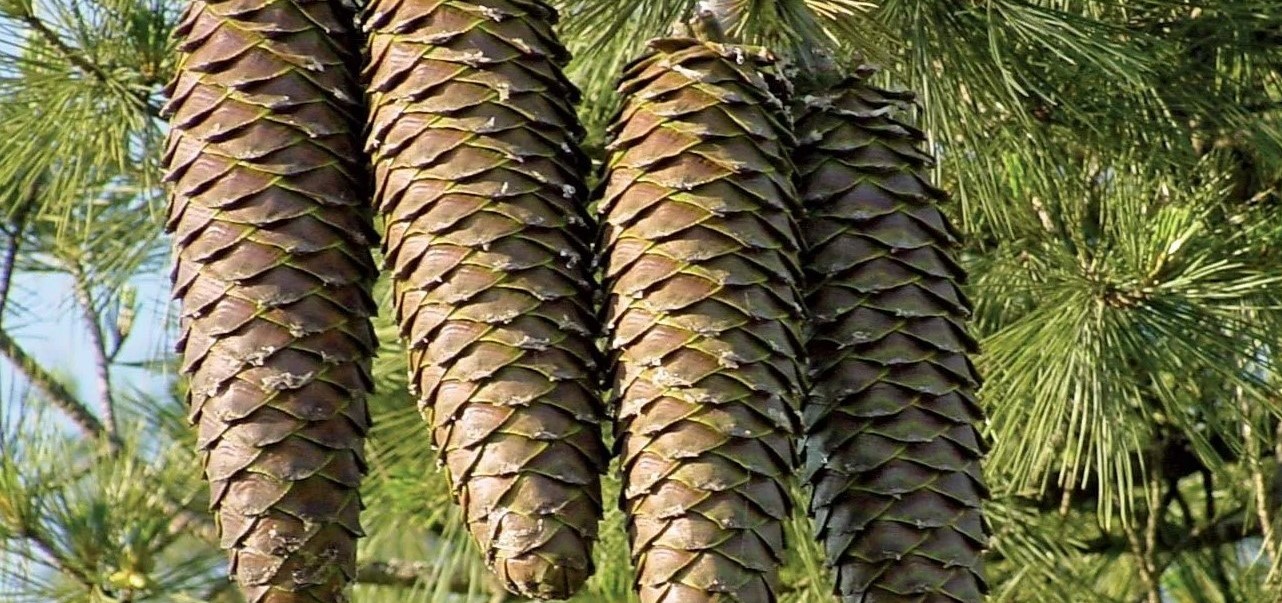 17-astounding-facts-about-pine