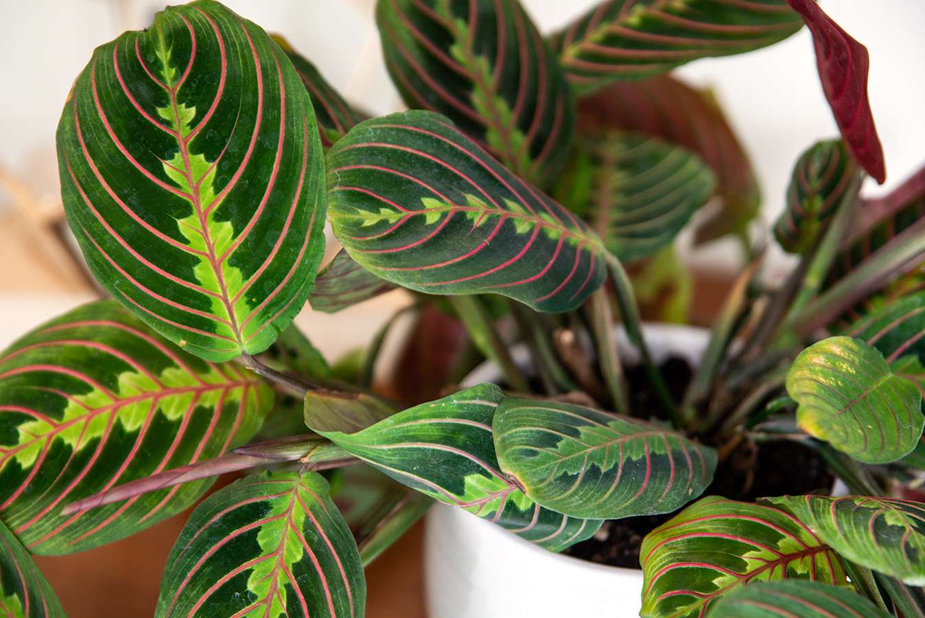 17-astounding-facts-about-prayer-plant