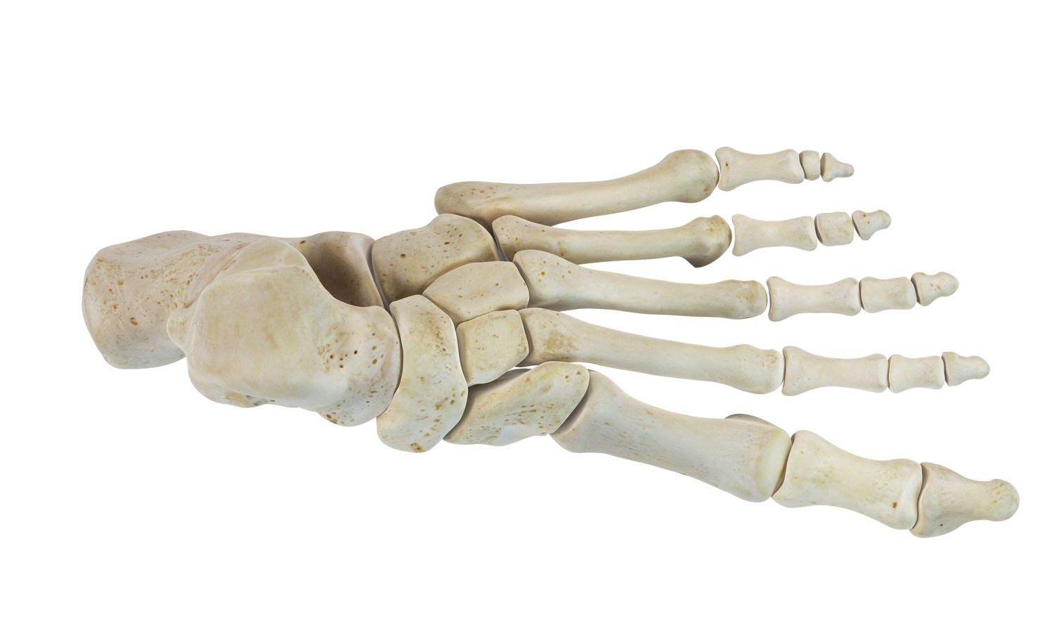 17-captivating-facts-about-tarsal-bones