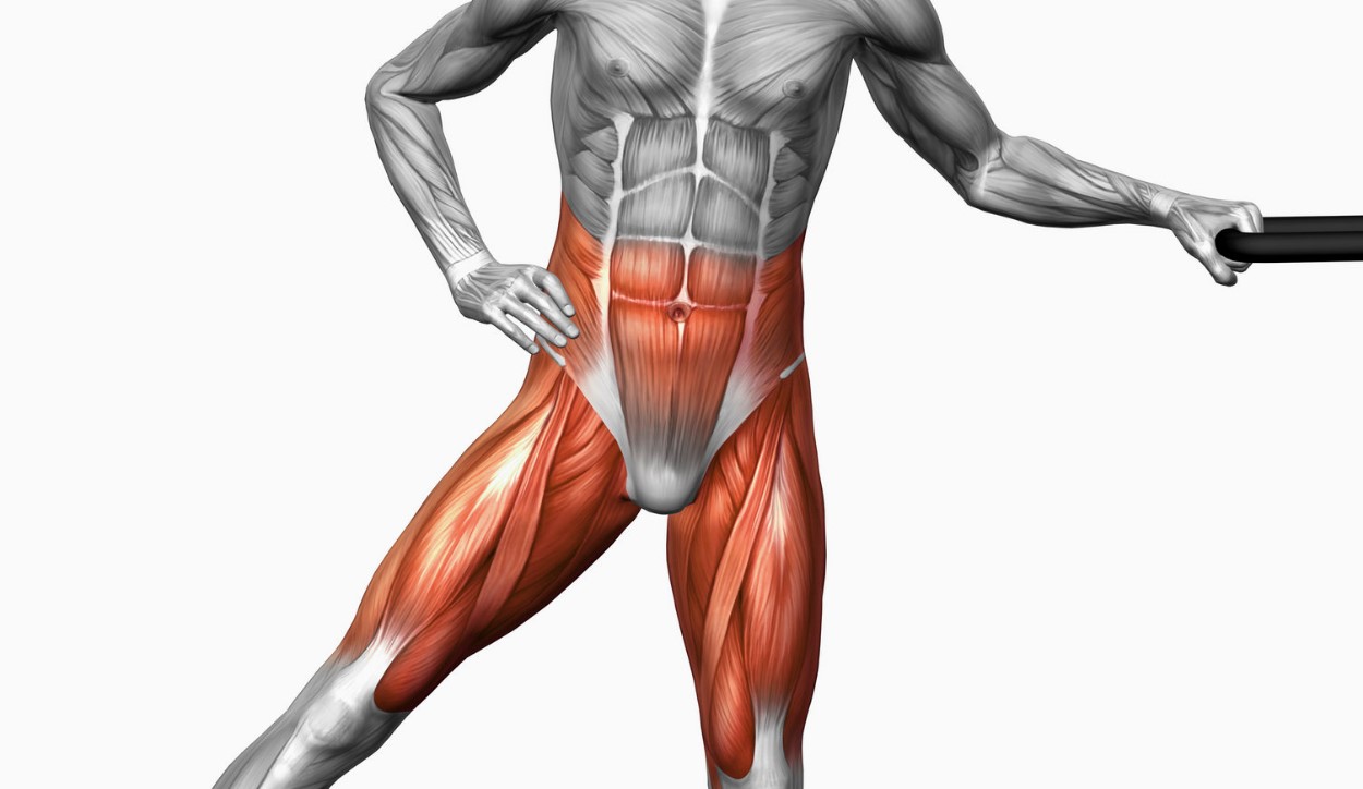 17-captivating-facts-about-thigh-adductors