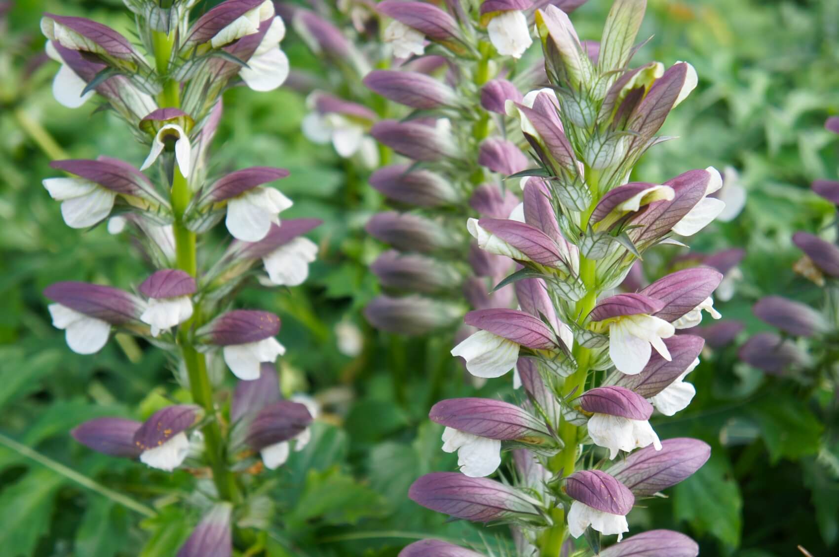 17-enigmatic-facts-about-acanthus