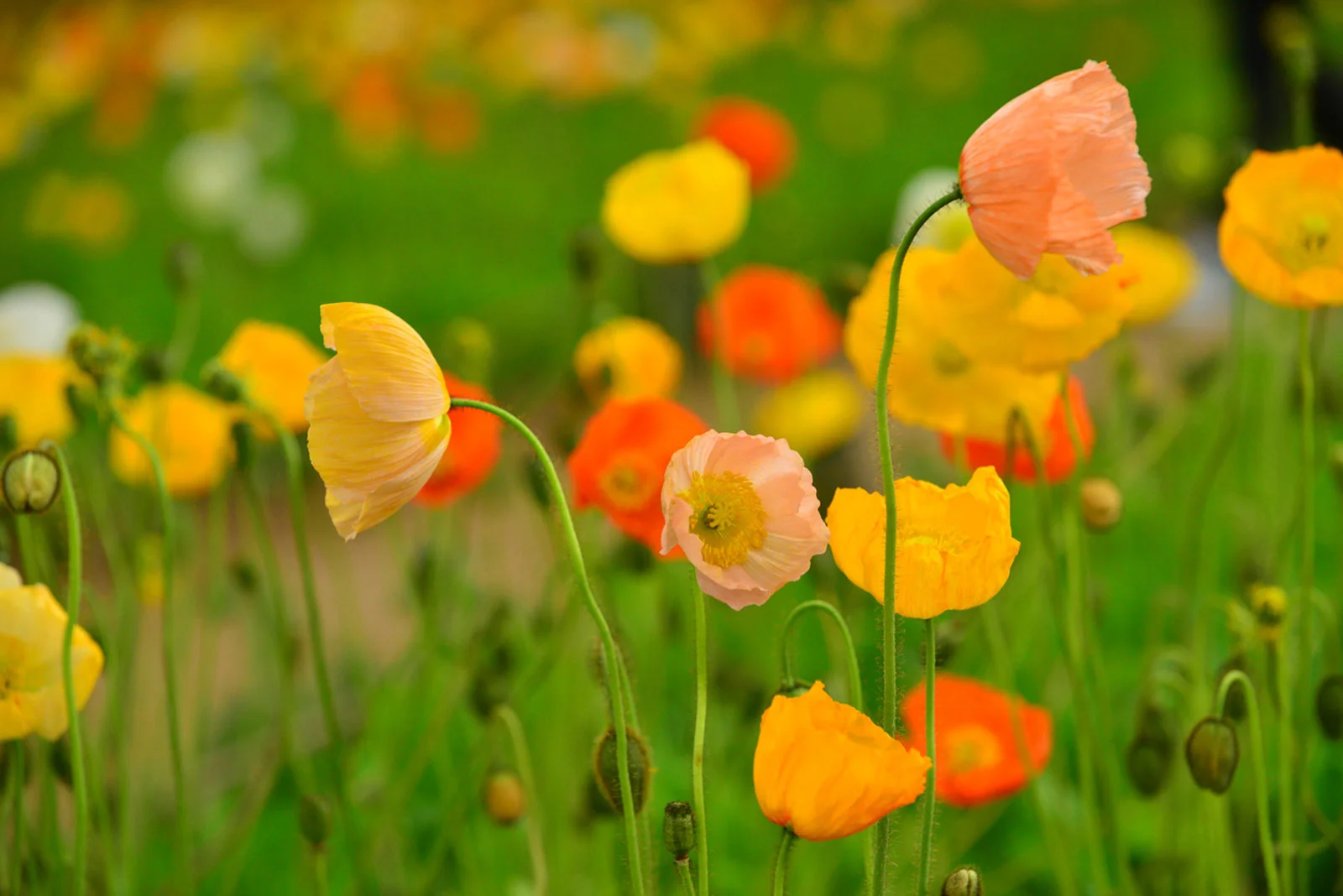 17-enigmatic-facts-about-iceland-poppy