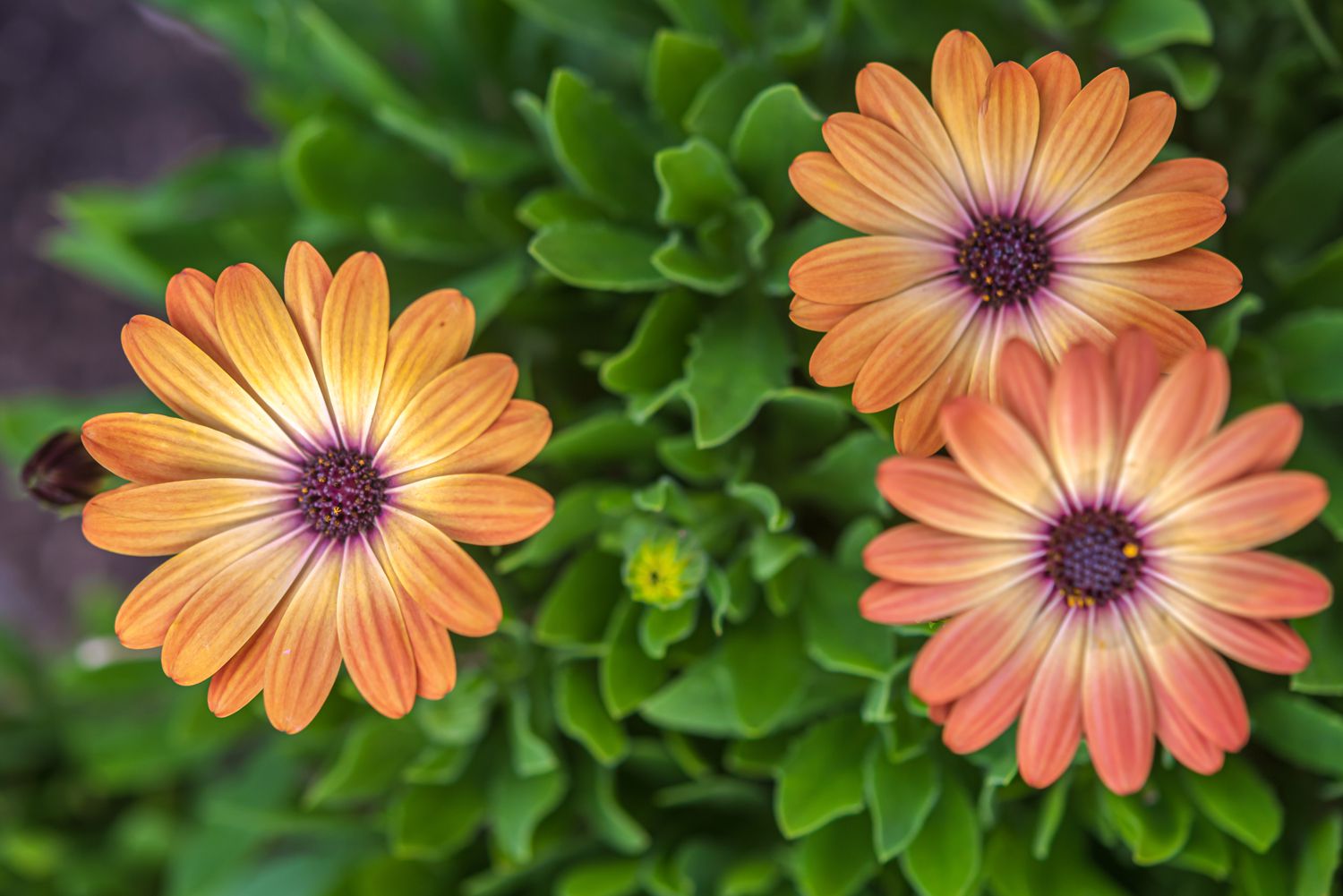 17-enigmatic-facts-about-osteospermum