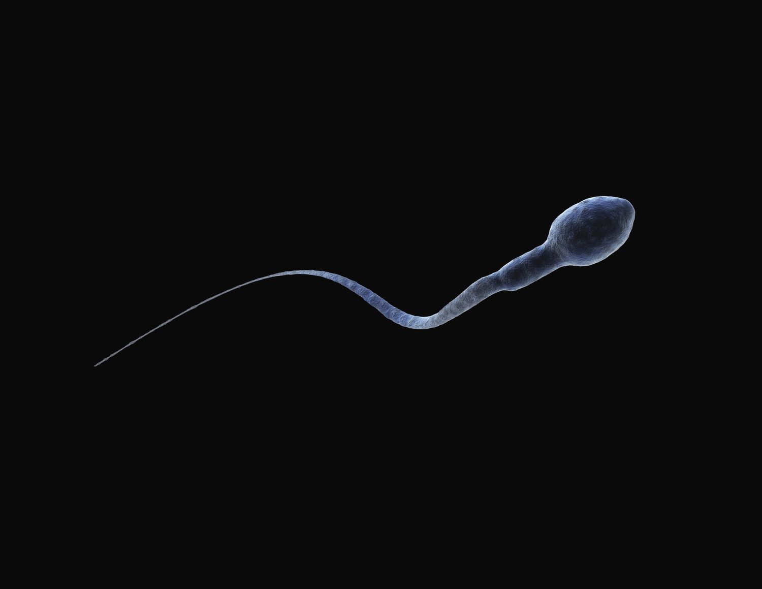 17-extraordinary-facts-about-sperm