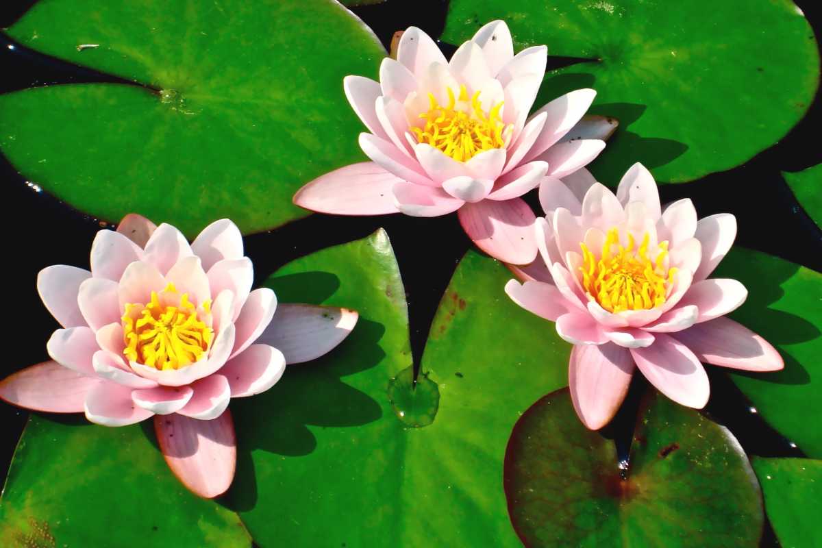 17-fascinating-facts-about-water-lily